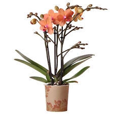 Orchid phalaenopsis kolibri for sale  UK