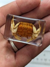 Mitten handed crab for sale  Doerun