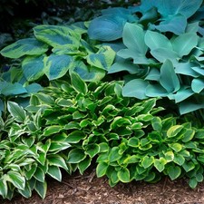 Easy grow hosta for sale  Milwaukee