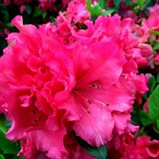 Azalea red ruffles for sale Azalea red ruffles for sale  GLASGOW