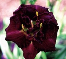 Velvet onyx daylilies for sale  Portland