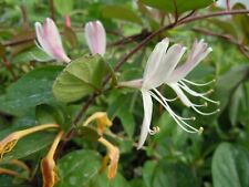 Honeysuckle plants lonicera for sale  SPALDING