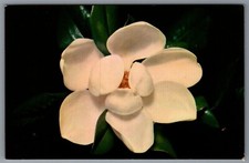 Magnolia grandiflora state for sale  Newark