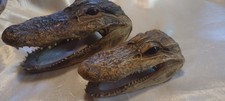 Two dwarf crocodile for sale  Girard