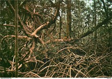 Gabon forêt palétuviers d'occasion Gabon forêt palétuviers d'occasion  Fruges