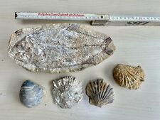 Fossiliensammlung fisch musche gebraucht kaufen  Eitorf