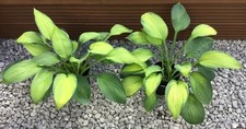 Hosta guacamole plantain for sale  BARNSLEY