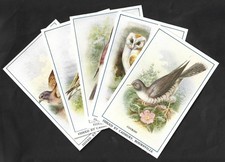 CARTÕES POSTAIS TAMANHO CONFEITARIA 5 X 1910 CADBURY BRITISH BIRDS CARTÕES DE RECOMPENSA comprar usado  Enviando para Brazil