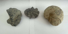 Lot fossiles ammonite d'occasion  Prades
