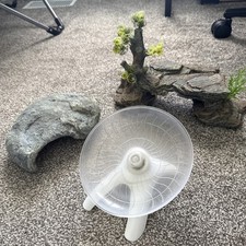 Hermit crab reptile for sale  Preston