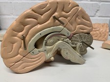Vintage model human for sale  BEXLEY