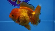 Grade red rosetail for sale  Pflugerville