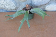 Rare platycerium willinckii for sale  Roseburg