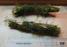 Java moss colla for sale  CREDITON