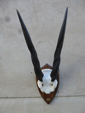 Eland trophäe antilope gebraucht kaufen  Hof