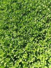 Krebsschere größere jungpfla gebraucht kaufen  Bärenbach, Kappel, Schlierschied