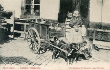 Belgium postcard chiens d'occasion  Expédié en Belgium