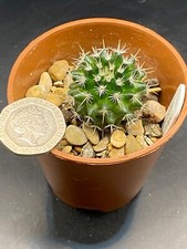 Mammillaria sempervivi for sale  MOLD
