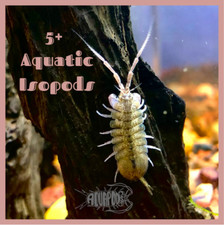 Freshwater aquatic isopods for sale  Bowling Green