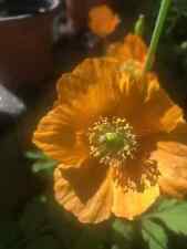 Meconopsis cambrica aurantiaca for sale  BROMSGROVE