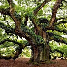 Southern live oak for sale  USA