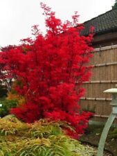557t bonsai acer gebraucht kaufen  Dettingen an der Erms