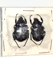 Entomologie coleoptera cetonii d'occasion  Cournon-d'Auvergne