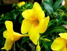 Mandevilla yellow exotic for sale  BECCLES