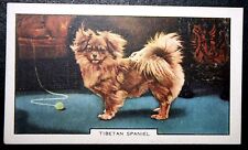 Tibetan spaniel toy for sale  DERBY