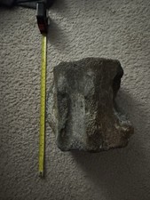 whale vertebrae for sale whale vertebrae for sale Jacksonville