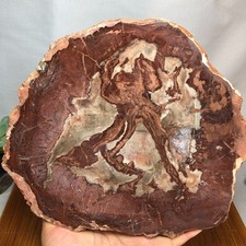 Top 195mm Naturalne skamieniałe drewno skamieniałe Szorstki plaster Madagaskar 2,09kg g7773 na sprzedaż  Wysyłka do Poland