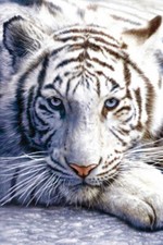 New white tiger for sale  LEICESTER