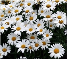 Chrysanthemum brightside shast for sale  BELLSHILL