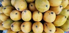 Carabao mango seedling for sale  Modesto