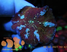 Phantasm rainbow disco for sale  El Mirage