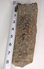 Stigmaria paliozoic carbonifer for sale  Bristol