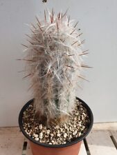 Cactus cierge. oreocereus d'occasion  Mèze