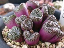 870mk lithops karasmonata gebraucht kaufen  Dettingen an der Erms