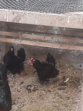 Black jersey giant for sale  DOWNPATRICK