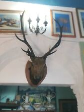 Trofeo cervo origine usato  Grosseto