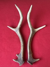 Pair red deer for sale  DUNDEE