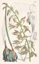 Calanthe Viridi-Fusca India Flor Botánica Litografía Curtis 4669 comprar usado Calanthe Viridi-Fusca India Flor Botánica Litografía Curtis 4669 comprar usado  Enviando para Brazil