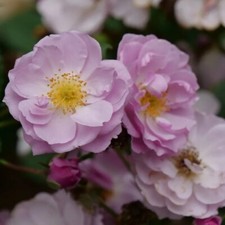 Rosa rise lilac for sale  Jasper