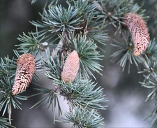 Cedrus libani cedro usato  Napoli