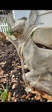 Fallow deer antler for sale  Kyle