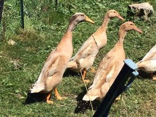 Runner duck eggs for sale  PLYMOUTH