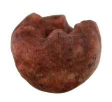 Perm prophyllocrinus cuspidatu gebraucht kaufen  Erlangen
