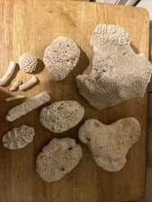 Vintage coral rocks for sale  North Augusta