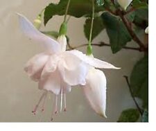 Fuchsia double plug for sale  SWANLEY