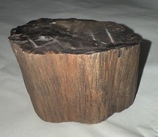arizona petrified wood for sale arizona petrified wood for sale Appleton